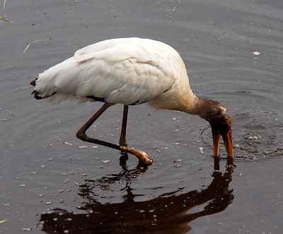 [Wood stork is bent down so its open beak is halfway submerged in the water.]